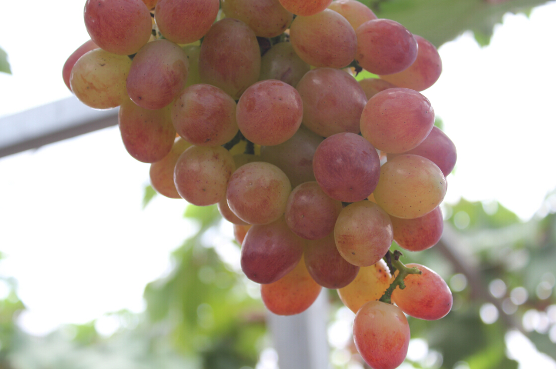 õ��������